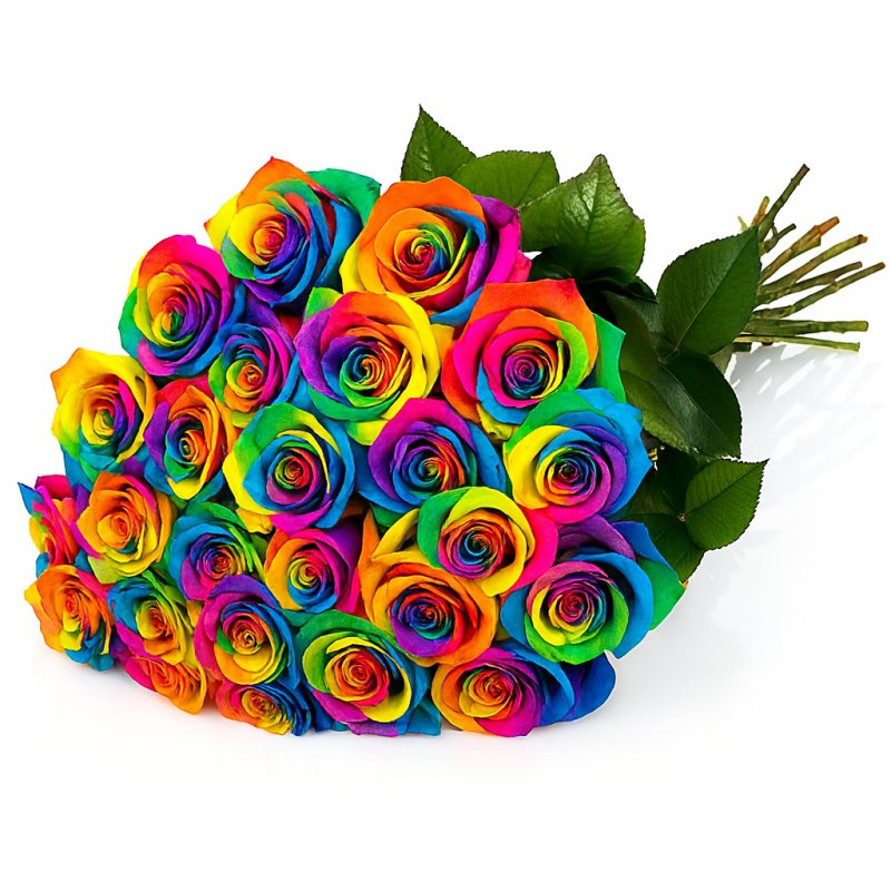Regenbogenrose (Stück)
